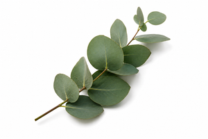 Eucalyptus